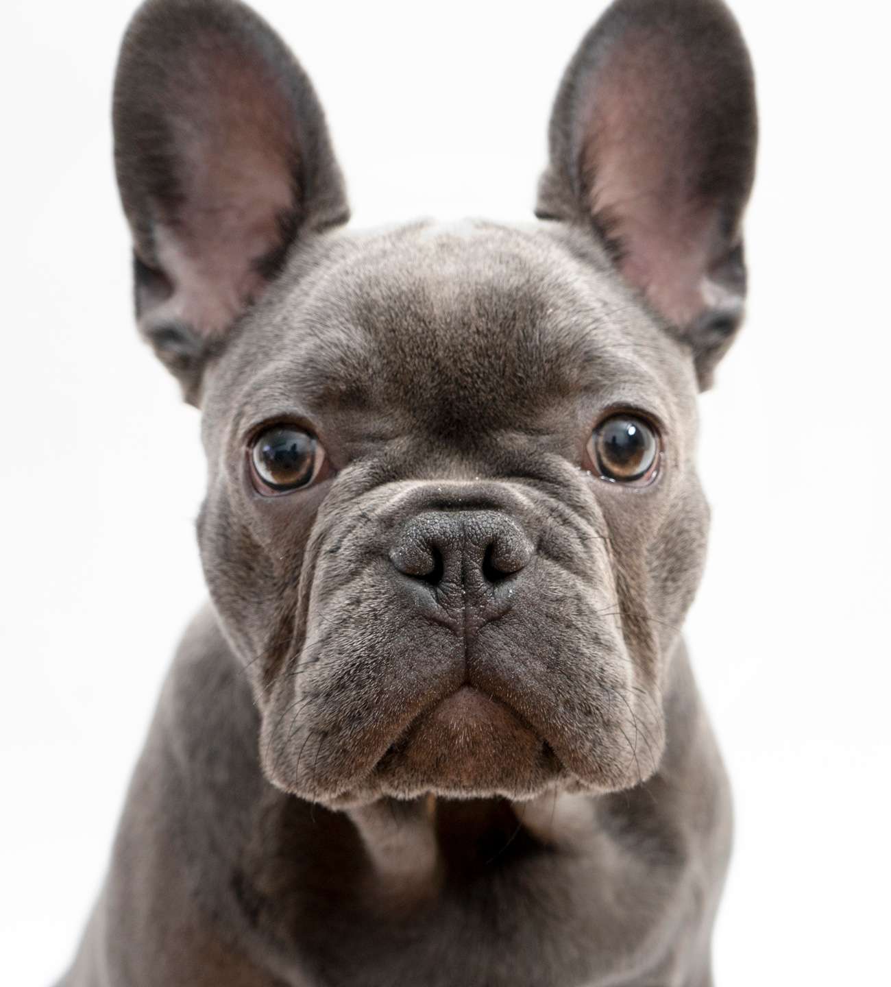 French bulldog studio portrait